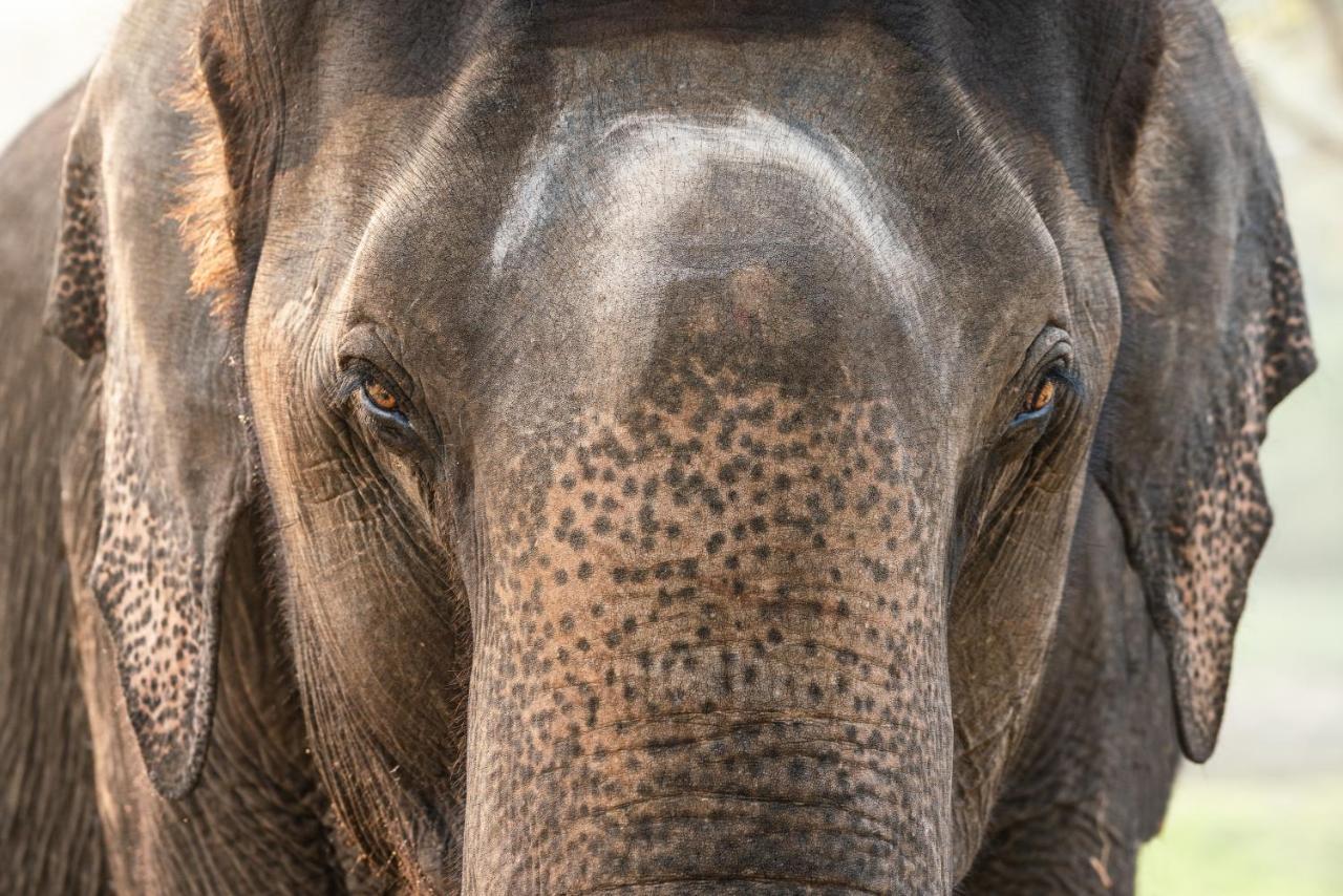 Kaav Safari Lodge, Kabini Begur ภายนอก รูปภาพ