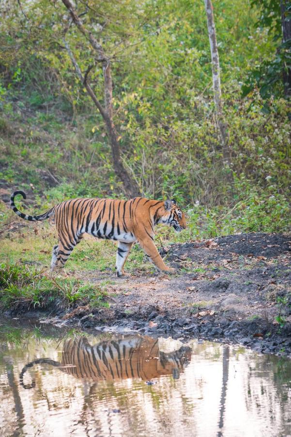 Kaav Safari Lodge, Kabini Begur ภายนอก รูปภาพ