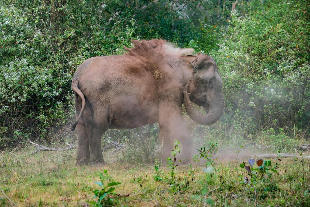 Kaav Safari Lodge, Kabini Begur ภายนอก รูปภาพ